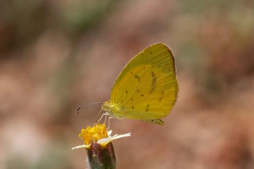 Réf. 249 250 : Eurema brigitta